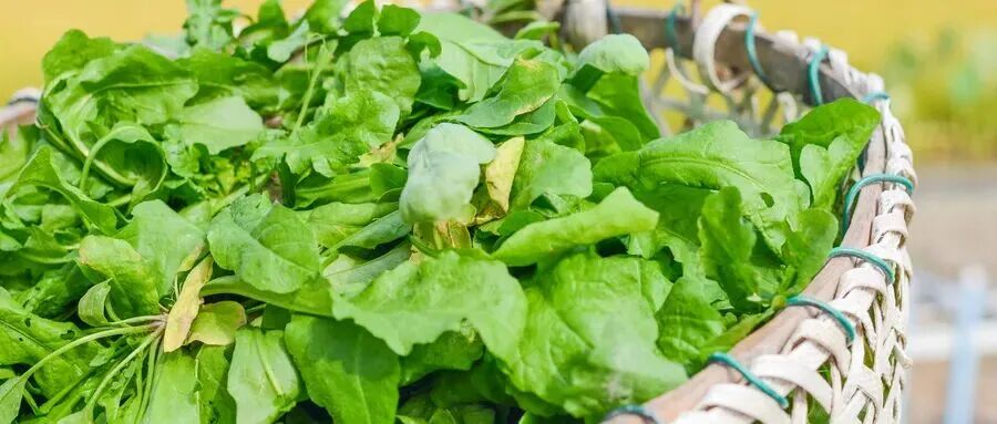 凯发科技：这些爆火的「春日经济」可不只是新“花”样丨南财号热话