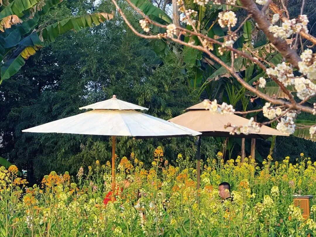 凯发科技：这些爆火的「春日经济」可不只是新“花”样丨南财号热话(图3)